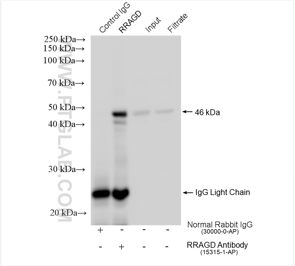 Immunoprecipitation (IP) experiment of NIH/3T3 cells using RRAGD Polyclonal antibody (15315-1-AP)