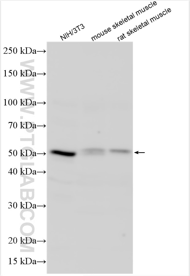 Western Blot (WB) analysis of various lysates using RRAGD Polyclonal antibody (15315-1-AP)