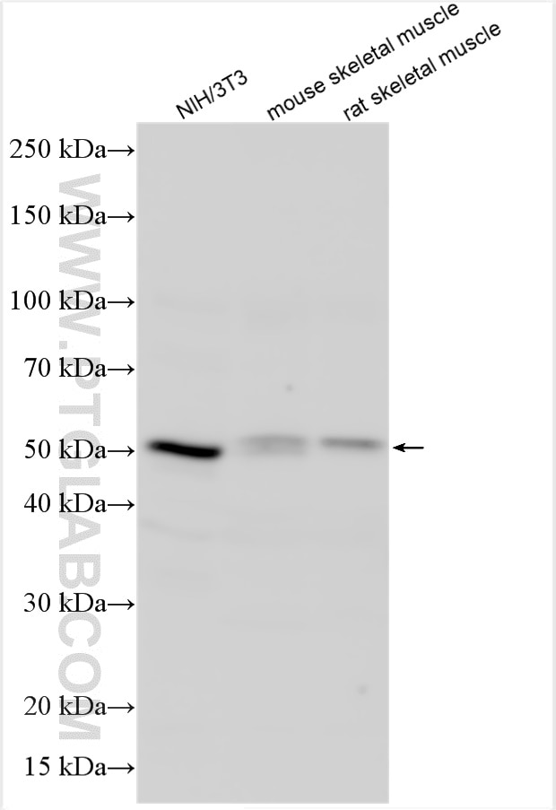 WB analysis using 15315-1-AP