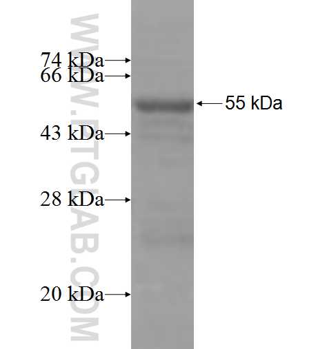 RRAGD fusion protein Ag7557 SDS-PAGE