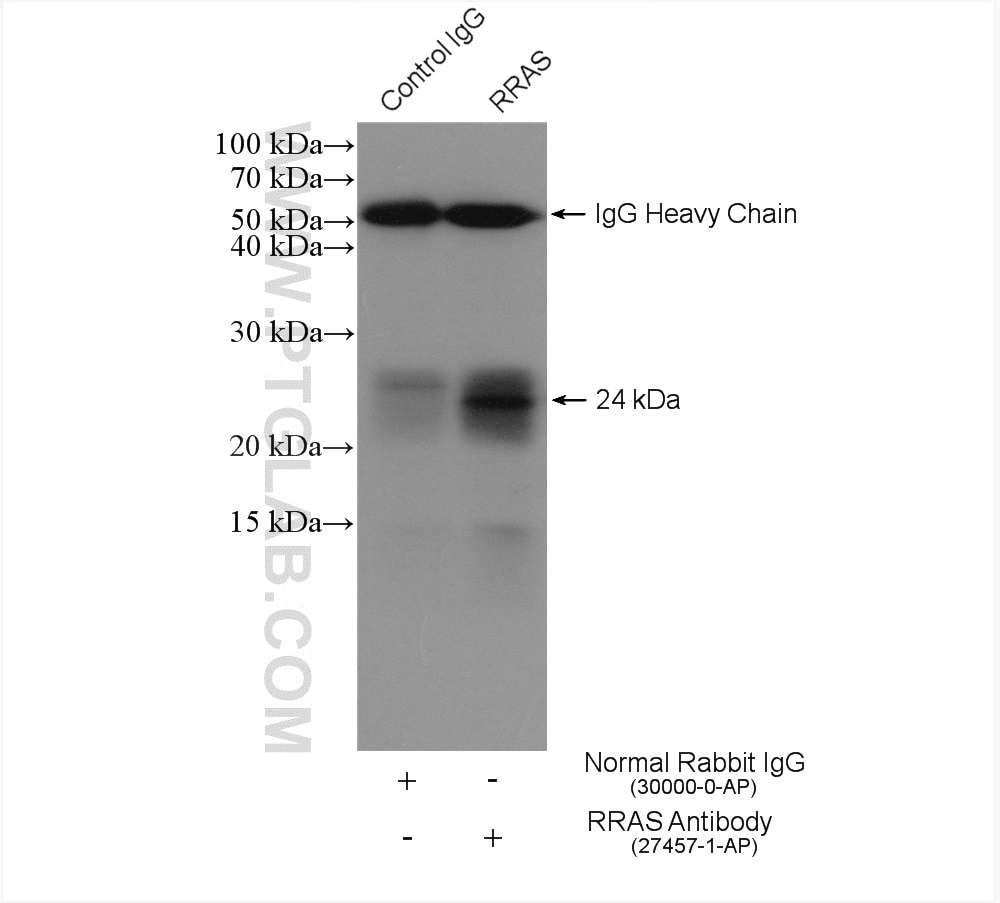 Immunoprecipitation (IP) experiment of HT-29 cells using RRAS Polyclonal antibody (27457-1-AP)