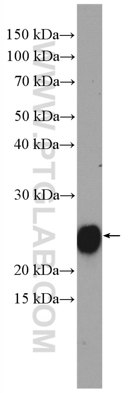 Western Blot (WB) analysis of A549 cells using RRAS Polyclonal antibody (27457-1-AP)