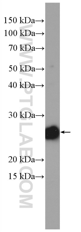 Western Blot (WB) analysis of PC-3 cells using RRAS Polyclonal antibody (27457-1-AP)