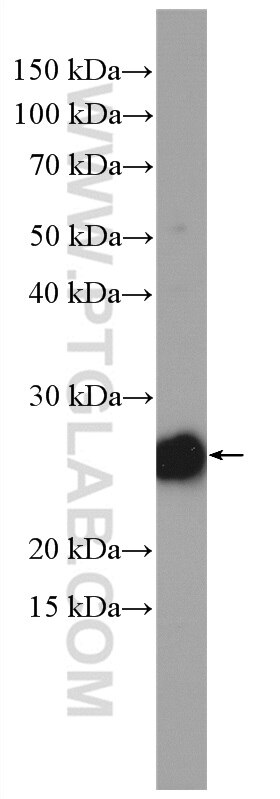 Western Blot (WB) analysis of PC-3 cells using RRAS Polyclonal antibody (27457-1-AP)