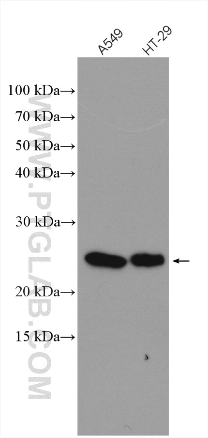 Western Blot (WB) analysis of various lysates using RRAS Polyclonal antibody (27457-1-AP)