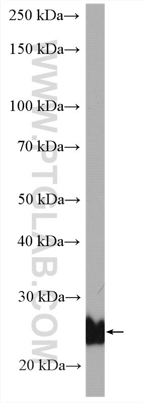 Western Blot (WB) analysis of HT-29 cells using RRAS Polyclonal antibody (27457-1-AP)