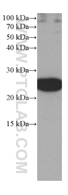 Western Blot (WB) analysis of A549 cells using RRAS Monoclonal antibody (66959-1-Ig)