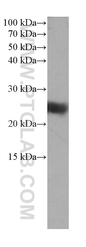 Western Blot (WB) analysis of PC-3 cells using RRAS Monoclonal antibody (66959-1-Ig)