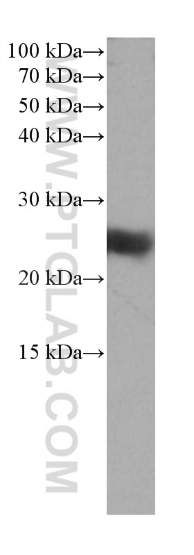 WB analysis of PC-3 using 66959-1-Ig