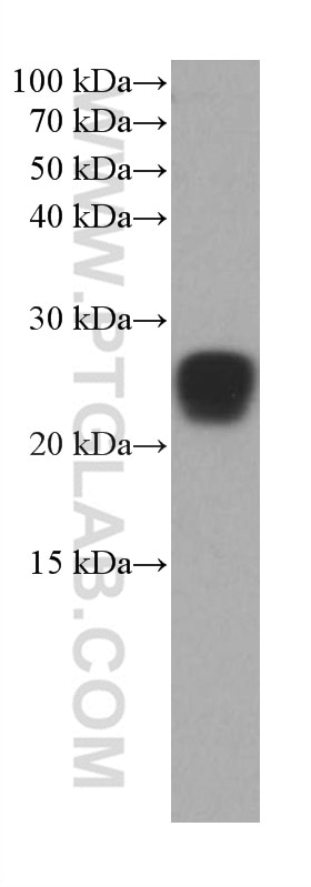 Western Blot (WB) analysis of HT-29 cells using RRAS Monoclonal antibody (66959-1-Ig)