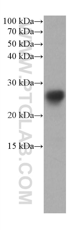 Western Blot (WB) analysis of HSC-T6 cells using RRAS Monoclonal antibody (66959-1-Ig)