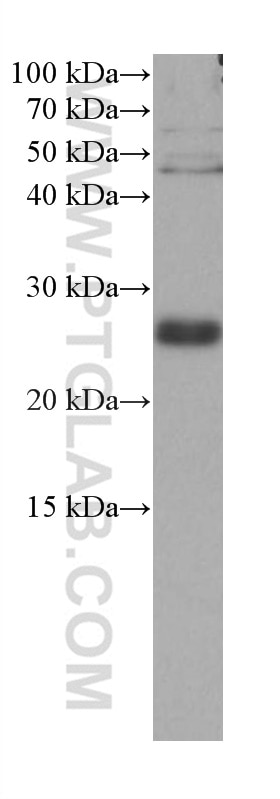 Western Blot (WB) analysis of NIH/3T3 cells using RRAS Monoclonal antibody (66959-1-Ig)