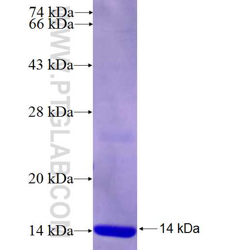 RRAS fusion protein Ag26564 SDS-PAGE
