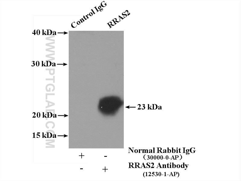 Immunoprecipitation (IP) experiment of NIH/3T3 cells using RRAS2 Polyclonal antibody (12530-1-AP)