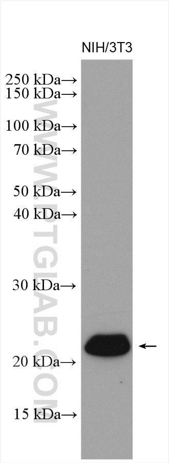 Western Blot (WB) analysis of NIH/3T3 cells using RRAS2 Polyclonal antibody (12530-1-AP)