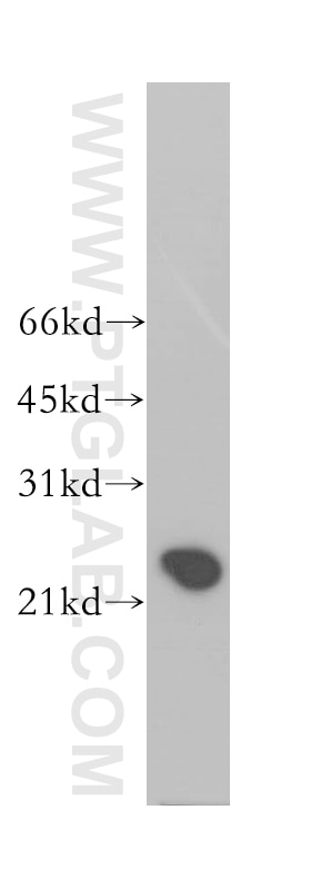 Western Blot (WB) analysis of mouse pancreas tissue using RRAS2 Polyclonal antibody (12530-1-AP)
