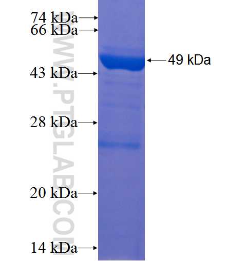 RRAS2 fusion protein Ag3226 SDS-PAGE