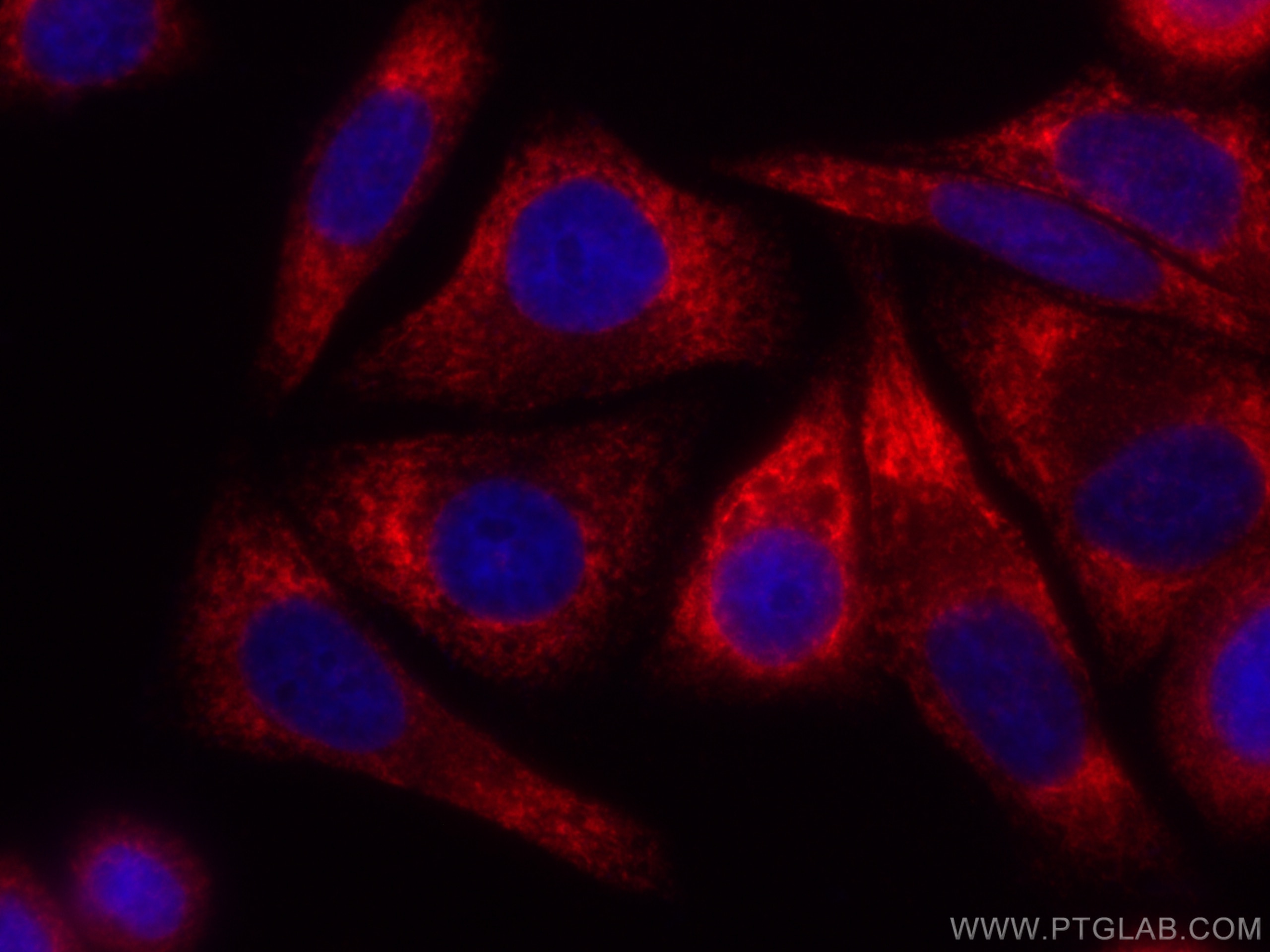 Immunofluorescence (IF) / fluorescent staining of HepG2 cells using CoraLite®594-conjugated RRBP1 Polyclonal antibody (CL594-22015)