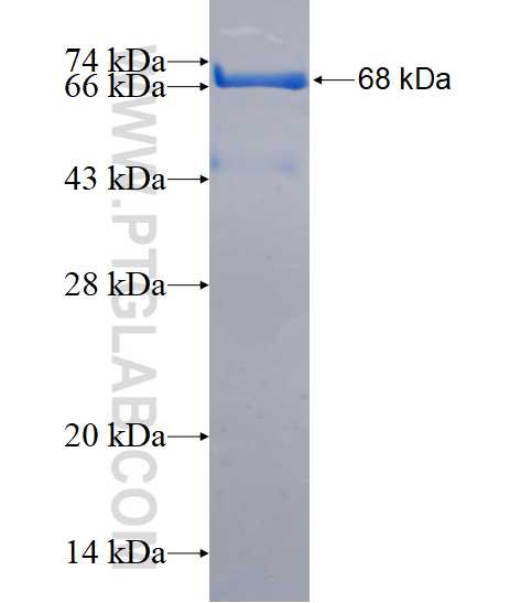 RRBP1 fusion protein Ag16648 SDS-PAGE