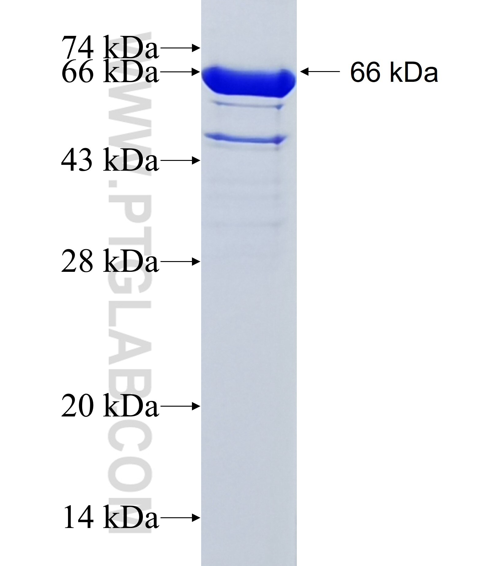 RRBP1 fusion protein Ag16648 SDS-PAGE