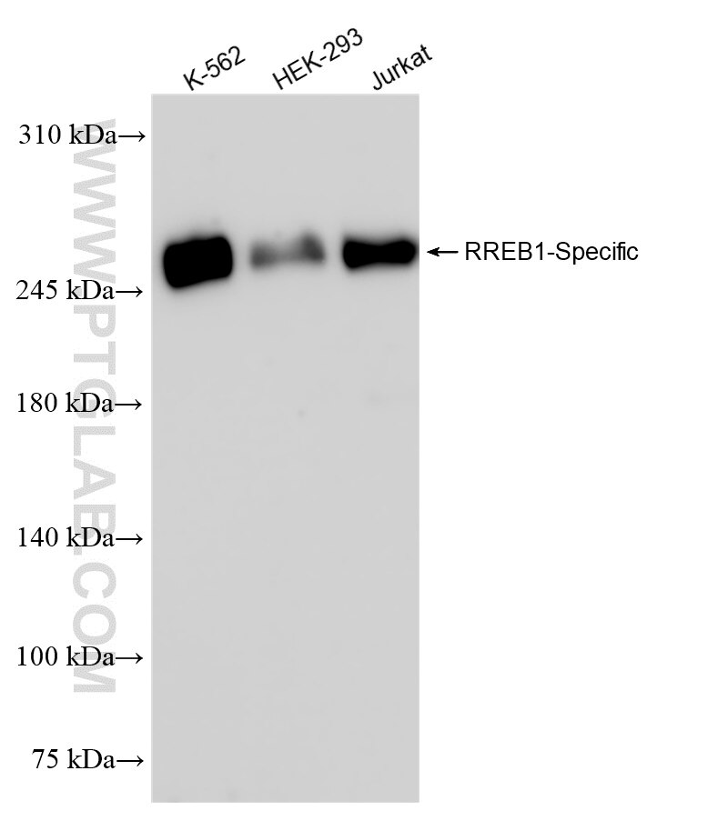 Western Blot (WB) analysis of various lysates using RREB1-Specific Recombinant antibody (84048-2-RR)