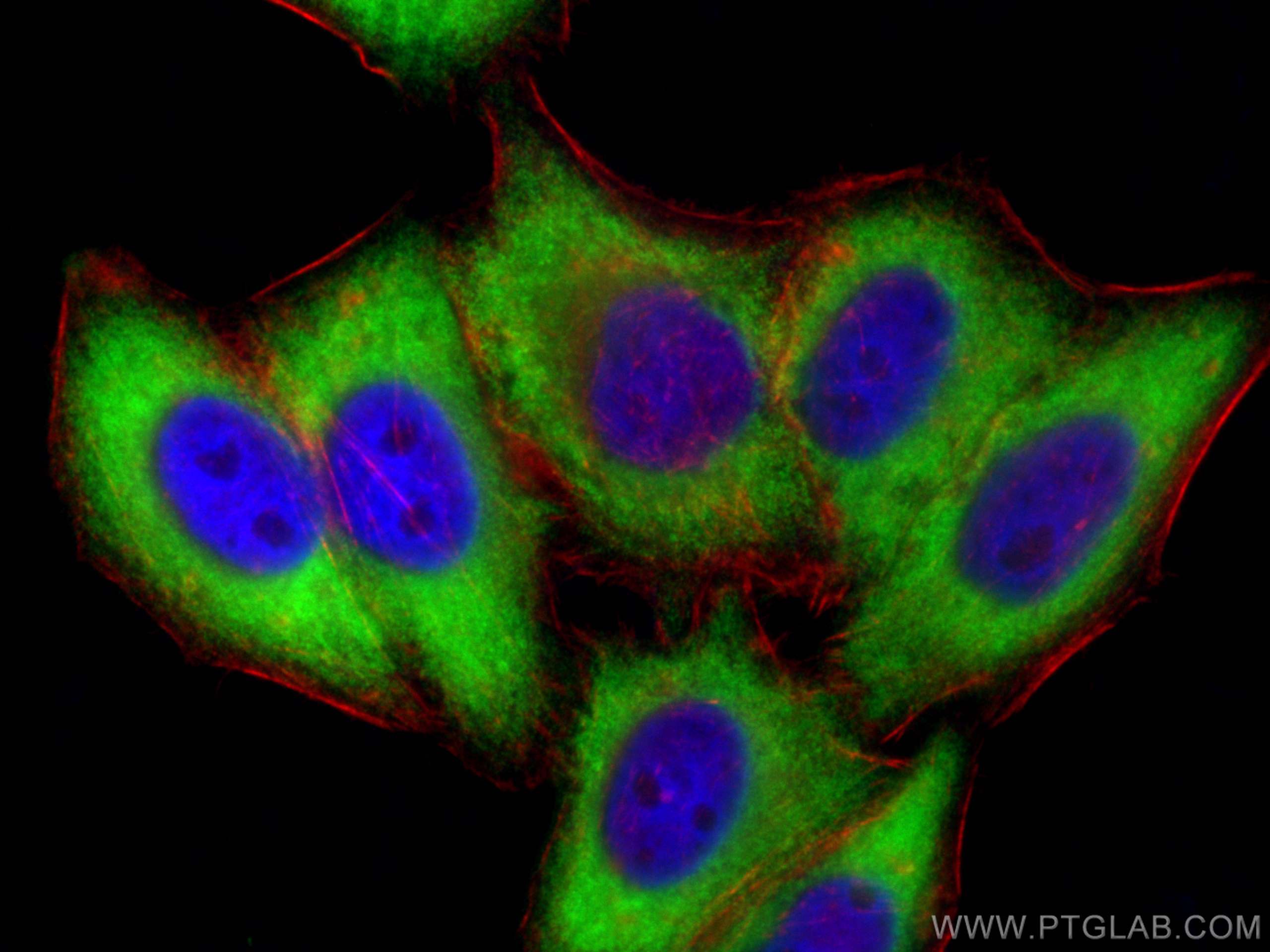 Immunofluorescence (IF) / fluorescent staining of HepG2 cells using RRM1 Polyclonal antibody (10526-1-AP)