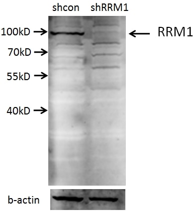 WB analysis of A549 using 10526-1-AP