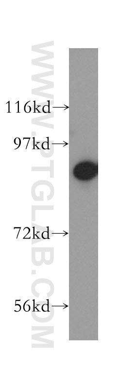 WB analysis of K-562 using 10526-1-AP