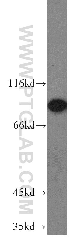 WB analysis of HeLa using 10526-1-AP