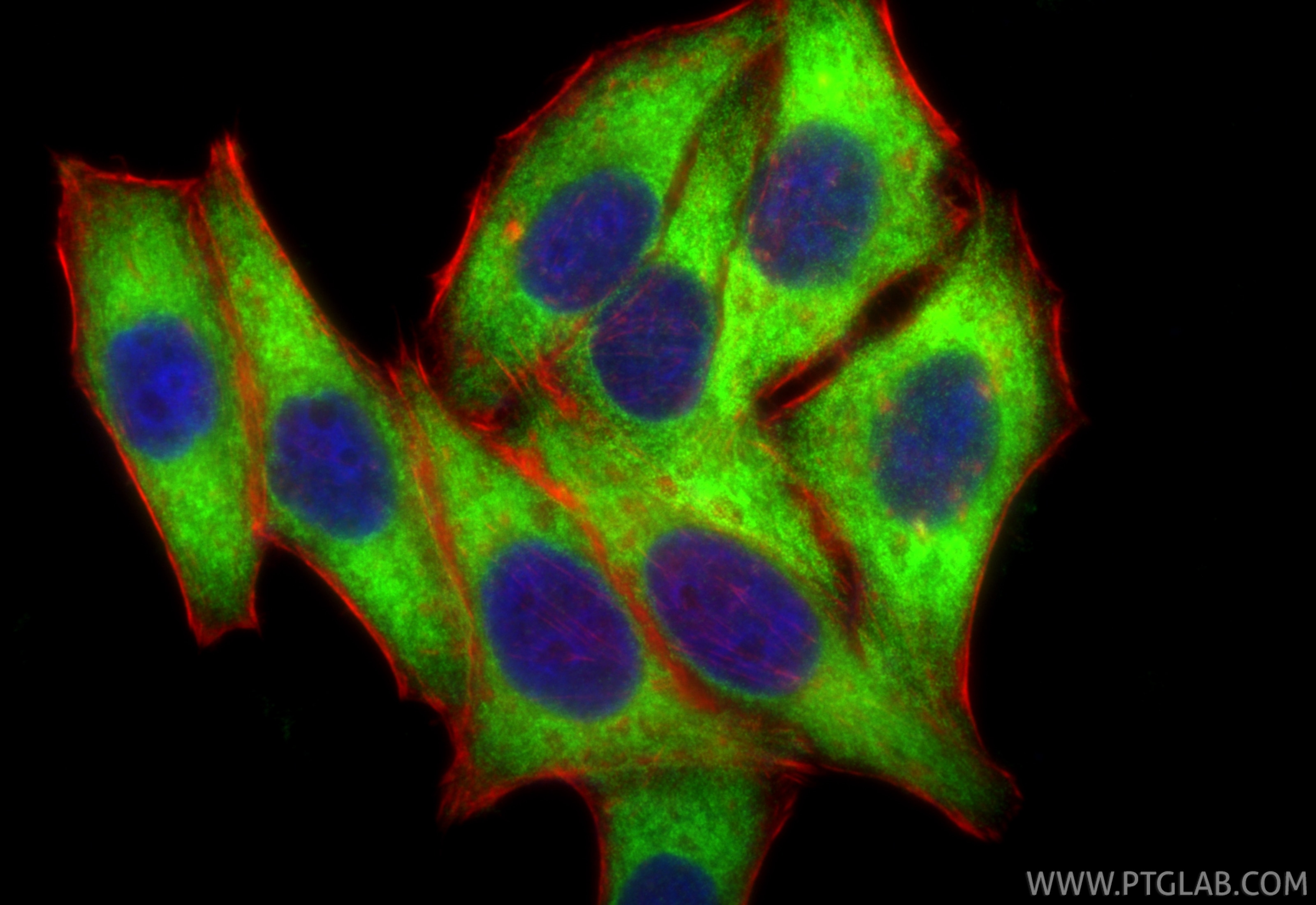 Immunofluorescence (IF) / fluorescent staining of HepG2 cells using RRM1 Recombinant antibody (86135-1-RR)