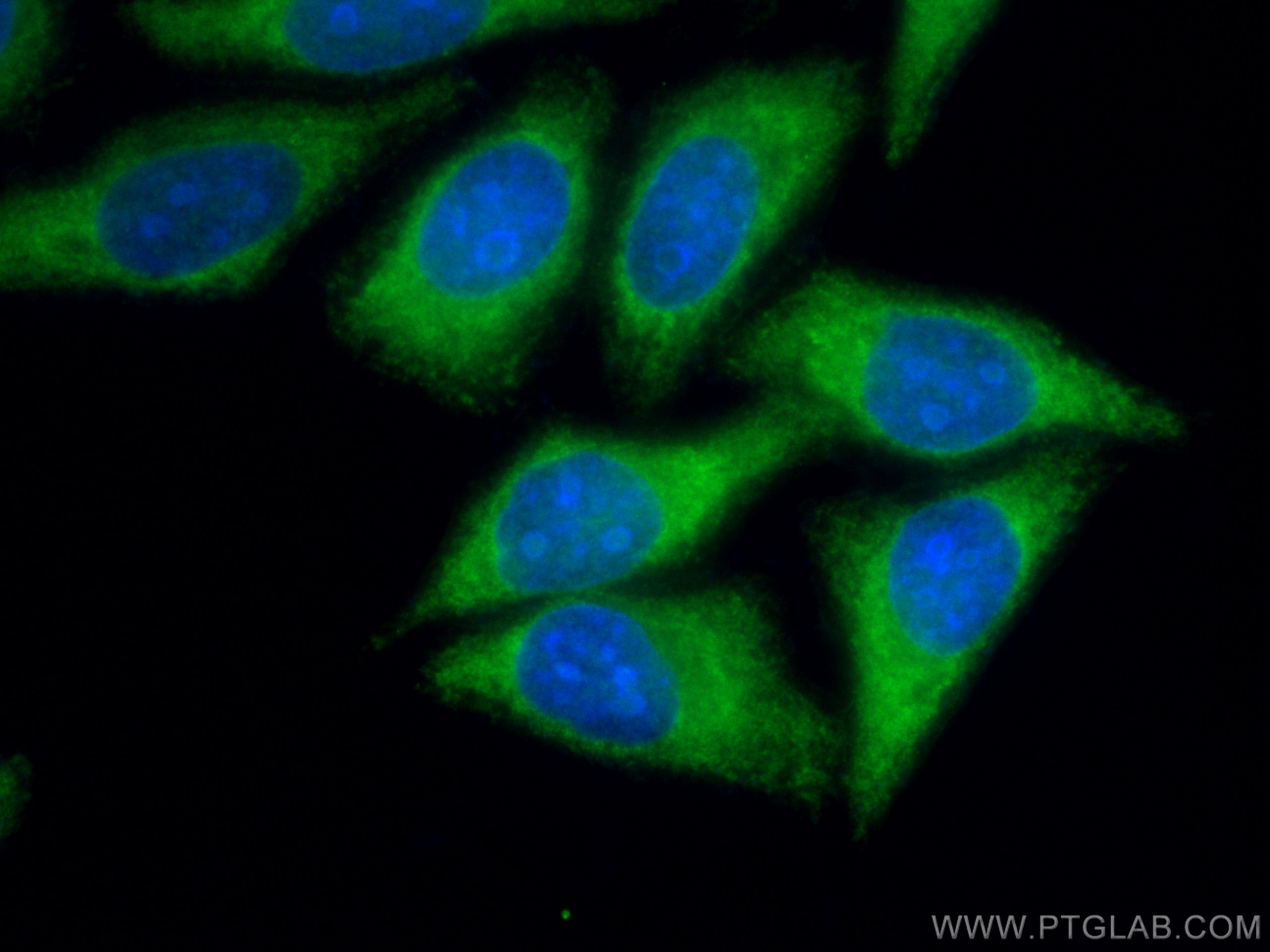 IF Staining of HepG2 using CL488-10526