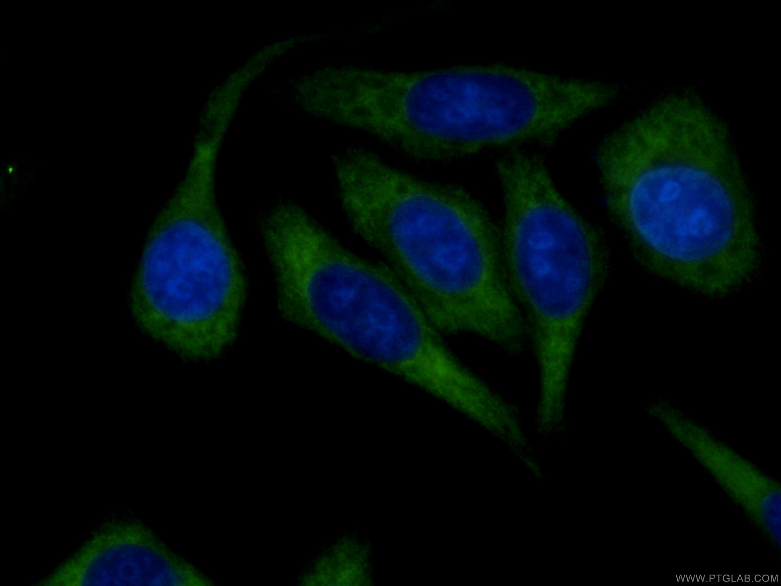 Immunofluorescence (IF) / fluorescent staining of HepG2 cells using CoraLite® Plus 488-conjugated RRM1 Monoclonal anti (CL488-60073)