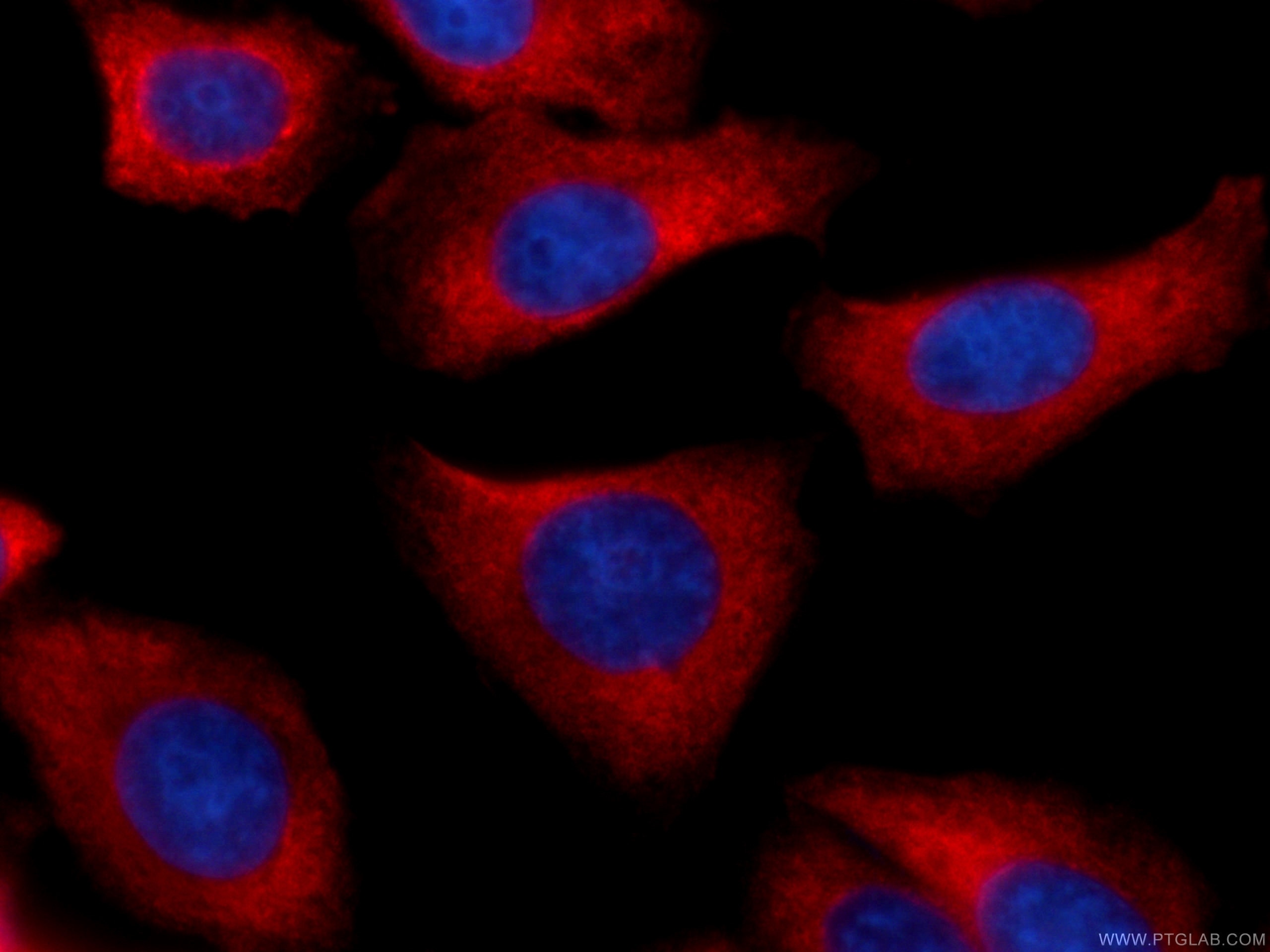 Immunofluorescence (IF) / fluorescent staining of HepG2 cells using CoraLite®594-conjugated RRM1 Monoclonal antibody (CL594-60073)