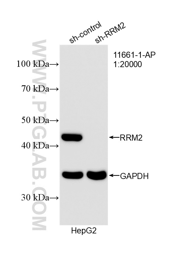 Western Blot (WB) analysis of HepG2 cells using RRM2 Polyclonal antibody (11661-1-AP)