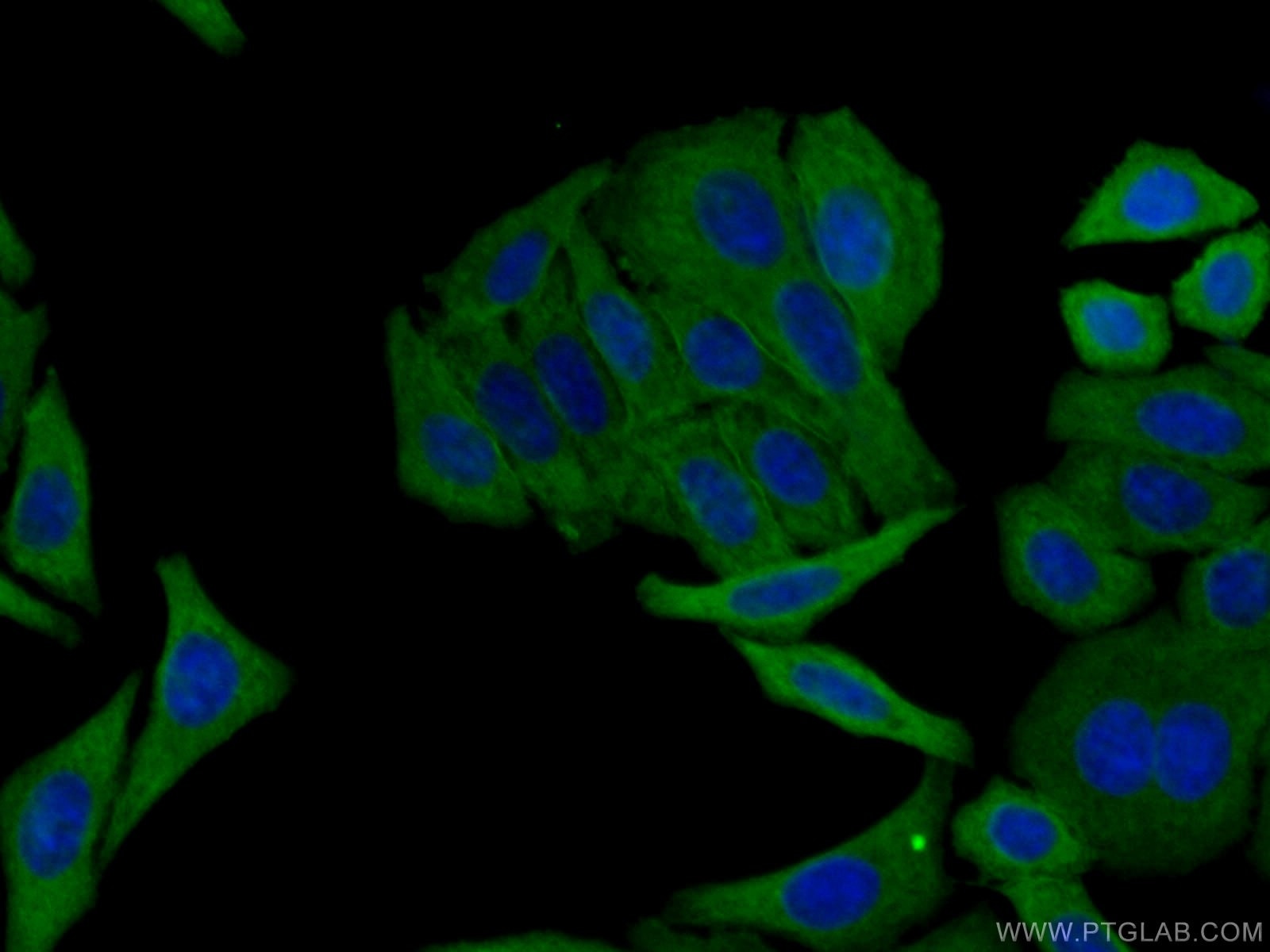 Immunofluorescence (IF) / fluorescent staining of HepG2 cells using RRM2 Monoclonal antibody (67006-1-Ig)