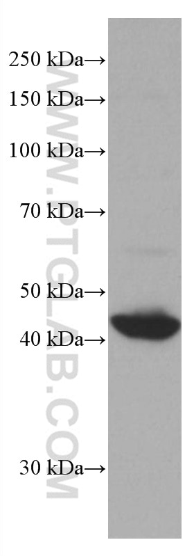 Western Blot (WB) analysis of HEK-293 cells using RRM2 Monoclonal antibody (67006-1-Ig)