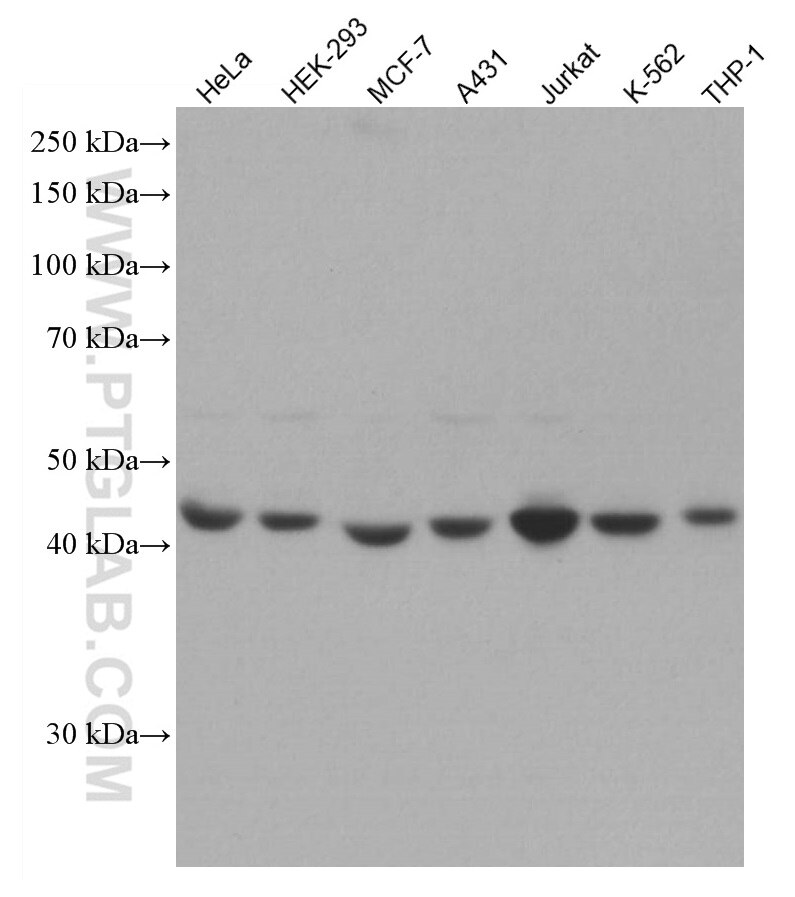 Western Blot (WB) analysis of various lysates using RRM2 Monoclonal antibody (67006-1-Ig)