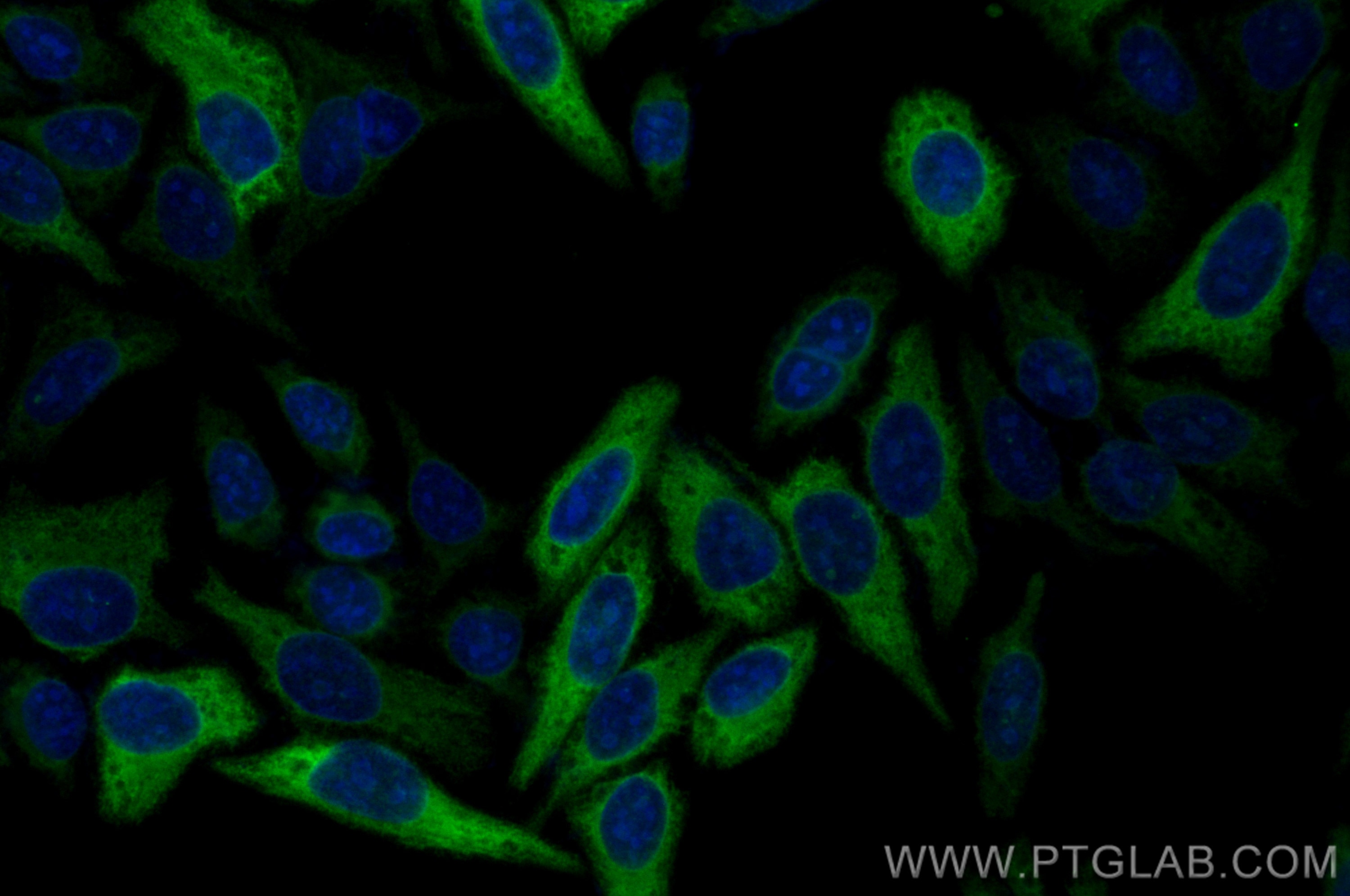 IF Staining of HepG2 using CL488-11661