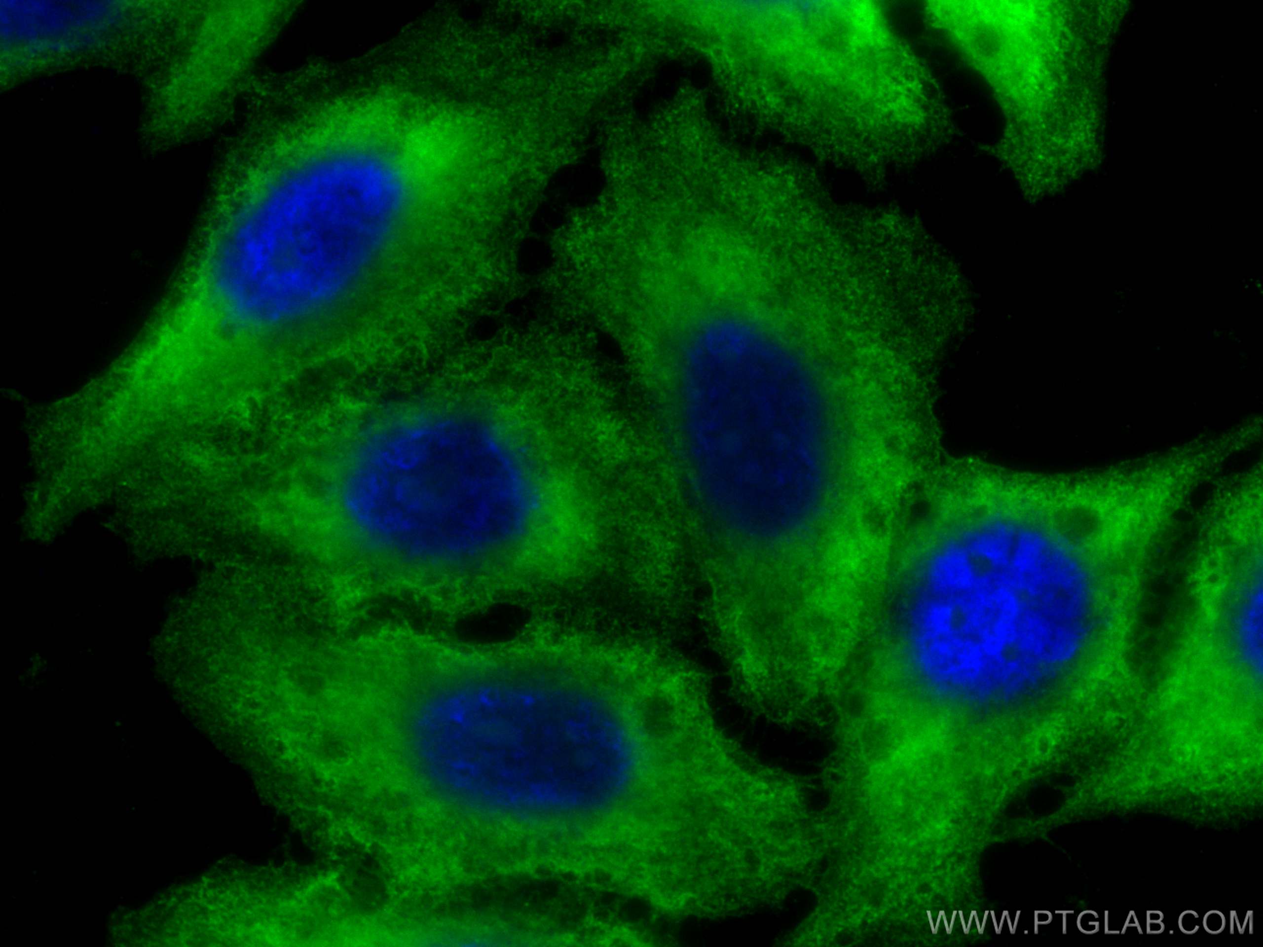 Immunofluorescence (IF) / fluorescent staining of HepG2 cells using CoraLite® Plus 488-conjugated RRM2 Monoclonal anti (CL488-67006)