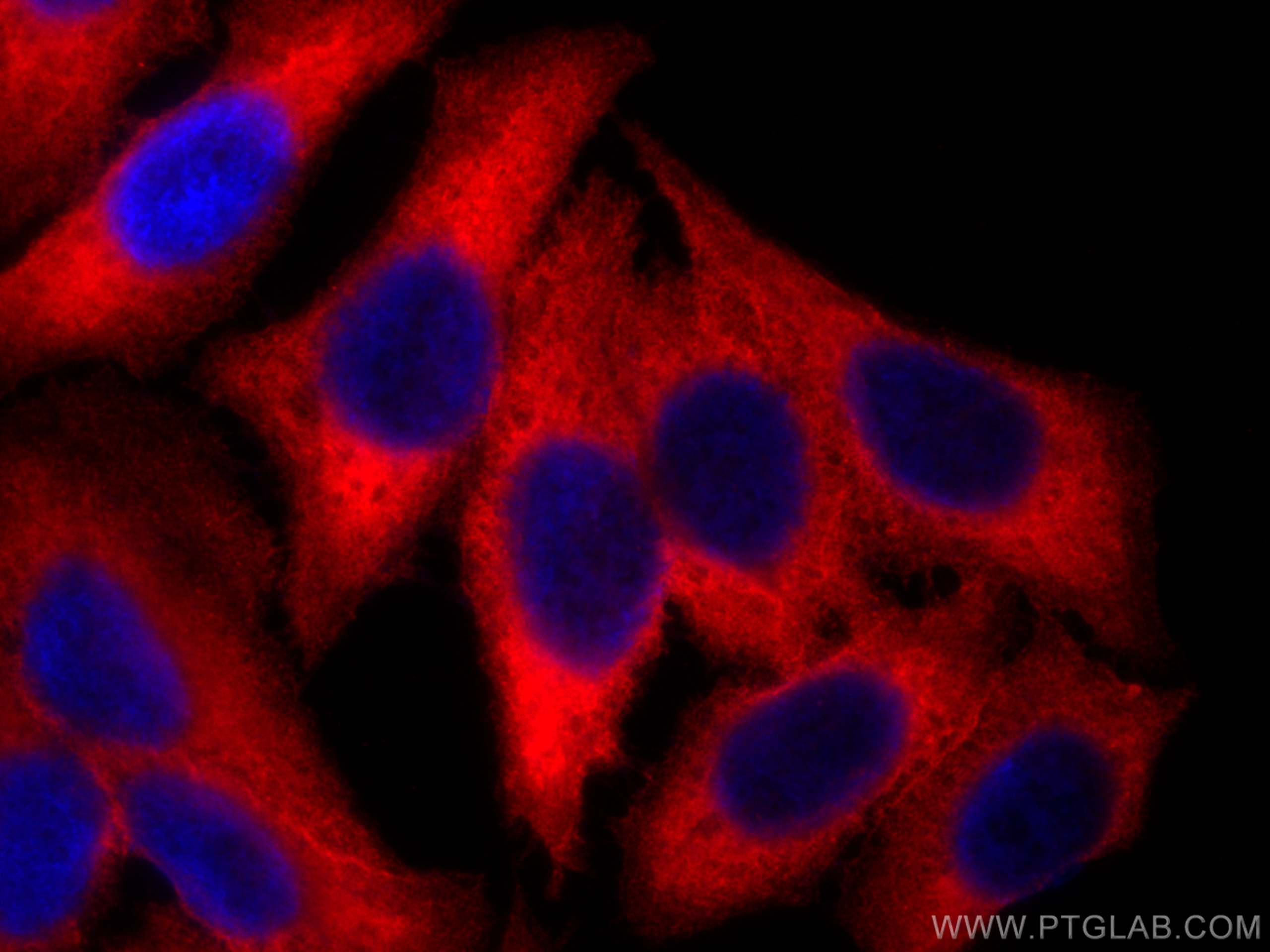 Immunofluorescence (IF) / fluorescent staining of HepG2 cells using CoraLite® Plus 594-conjugated RRM2 Monoclonal anti (CL594-67006)