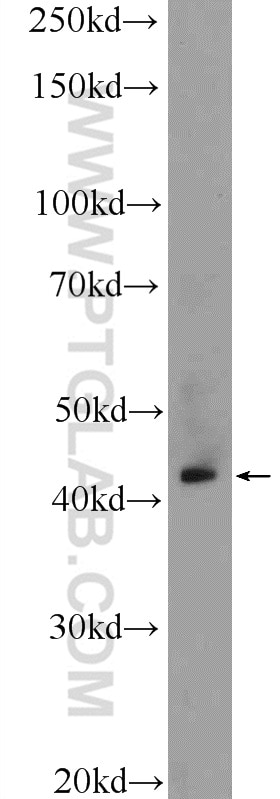 WB analysis of PC-3 using 18005-1-AP