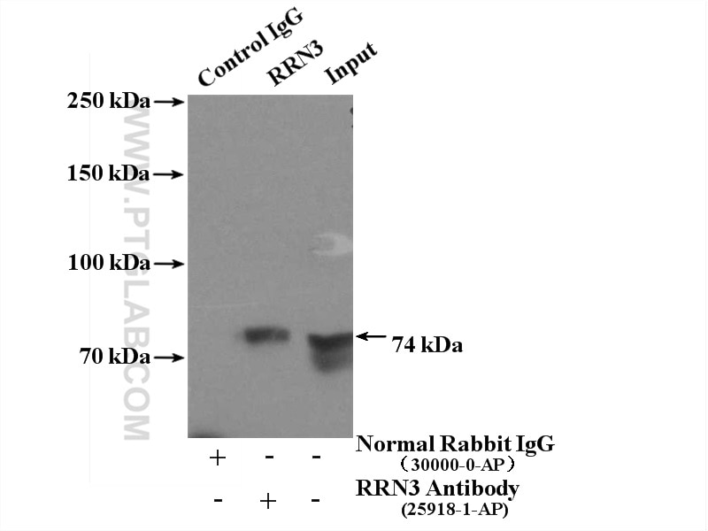 Immunoprecipitation (IP) experiment of HeLa cells using RRN3 Polyclonal antibody (25918-1-AP)