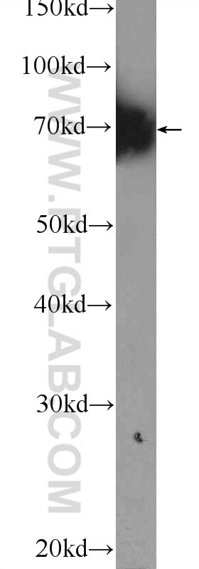 Western Blot (WB) analysis of mouse testis tissue using RRN3 Polyclonal antibody (25918-1-AP)