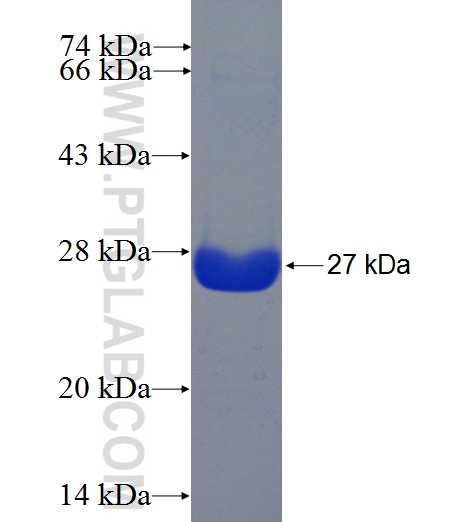RRN3 fusion protein Ag23197 SDS-PAGE