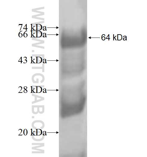 RRP1 fusion protein Ag6686 SDS-PAGE