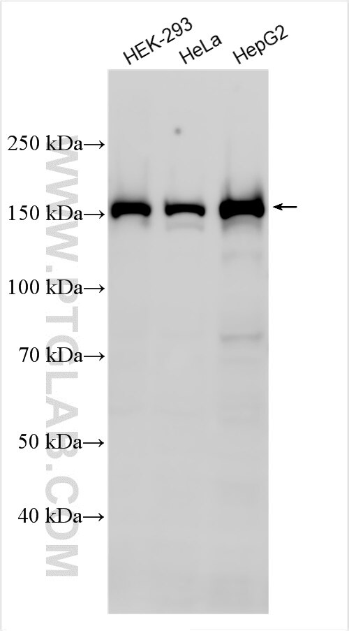 Western Blot (WB) analysis of various lysates using RRP12 Polyclonal antibody (26849-1-AP)