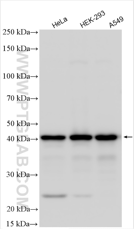 Western Blot (WB) analysis of various lysates using RRP15 Polyclonal antibody (16523-1-AP)