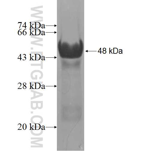 RRP15 fusion protein Ag9891 SDS-PAGE