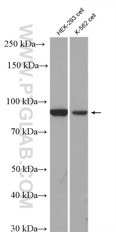 Western Blot (WB) analysis of HEK-293 cells using RRP1B Polyclonal antibody (27723-1-AP)