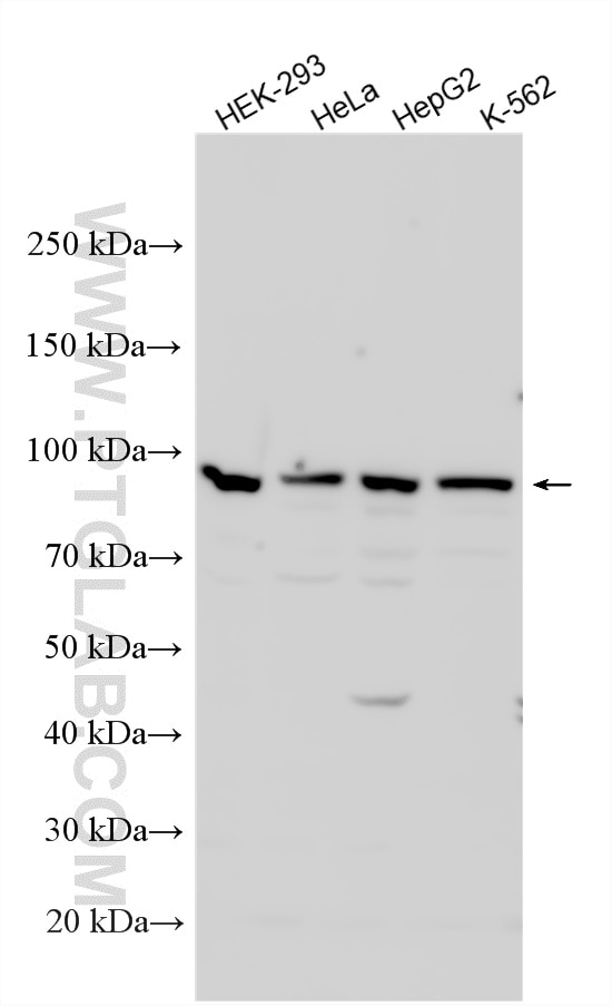 WB analysis using 27723-1-AP Western Blot (WB) analysis of various lysates using RRP1B Polyclonal antibody (27723-1-AP)